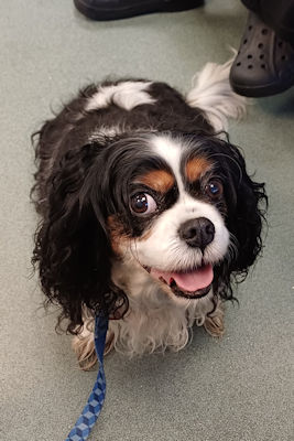 Ziva-2026_01_30- Final Vetcall.jpg